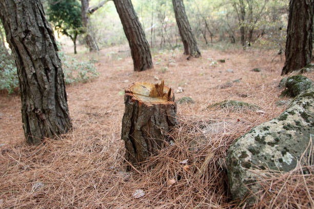 Best Hazardous Tree Removal  in Crow Agency, MT